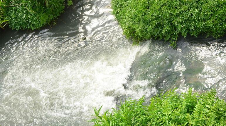 İnsanlar evde kaldı, doğa kendine geldi