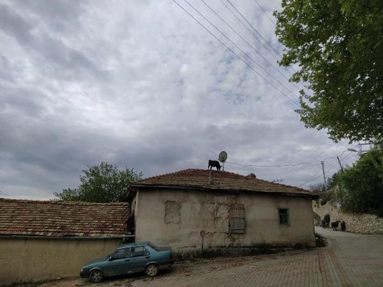 Ahırdan kaçan dana çatıya çıktı