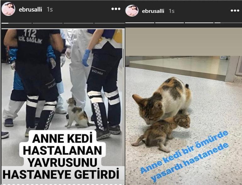 Ebru Şallıdan duygulandıran paylaşım: Anne kedi bir ömür de yaşardı hastanede...