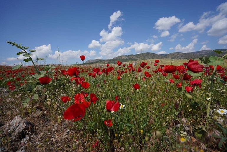 Hierapolis Antik Kentinde çiçeklerle görsel şölen