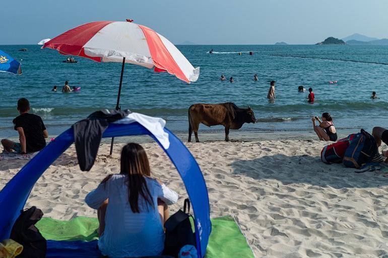 Hong Kong'da koronavirüse rağmen halk, plajlara akın etti