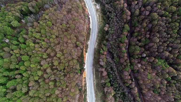 Kırklareli'ndeki longoz ormanları en sakin günlerini yaşıyor