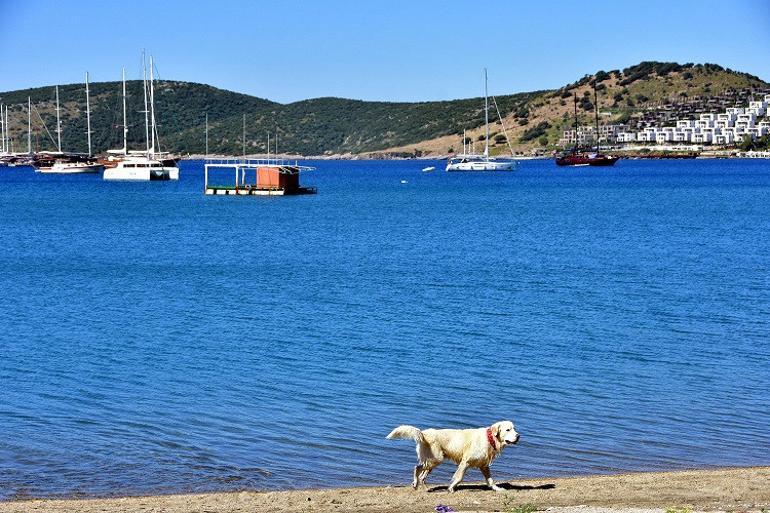 10 bin araç girişi yapılan Bodrum'da sessizlik hakim