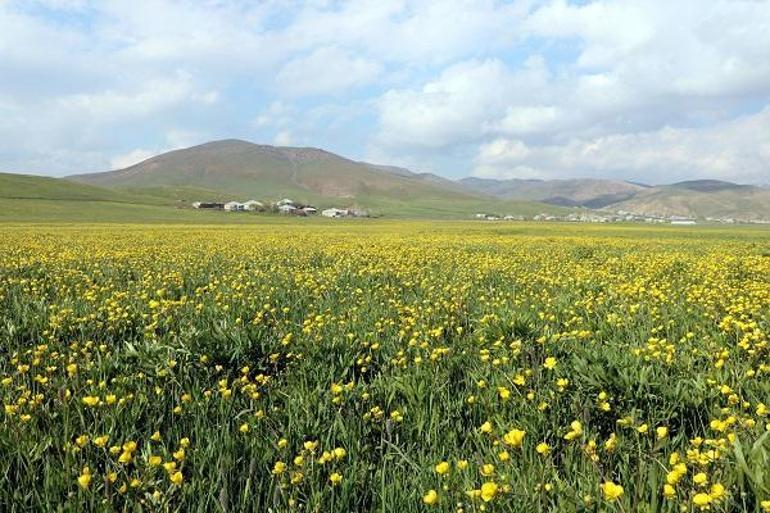 Yüksekova'da dağda kar, ovada sarı çiçekler