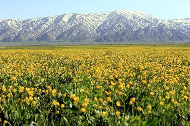 Yüksekova'da dağda kar, ovada sarı çiçekler