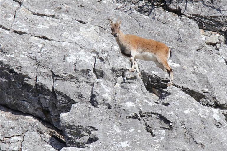 Giden Gelmez Dağları'ndaki keçiler koruma altında