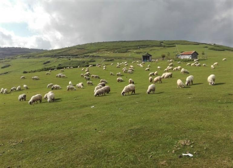 Karadeniz yeşile büründü