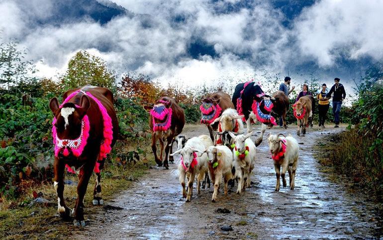 Karadeniz'de yaylalara yolculuk erken başladı