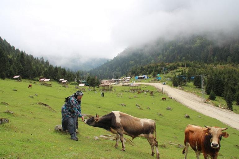 Karadeniz'de yaylalara yolculuk erken başladı