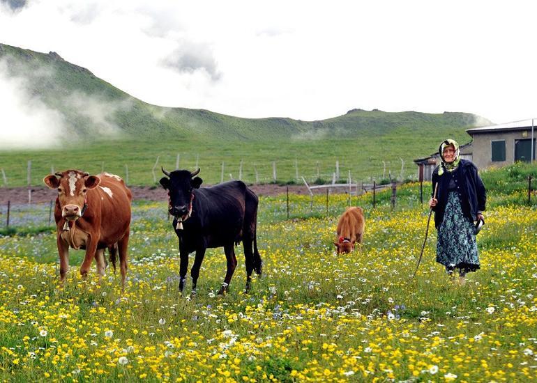 Karadeniz'de yaylalara yolculuk erken başladı