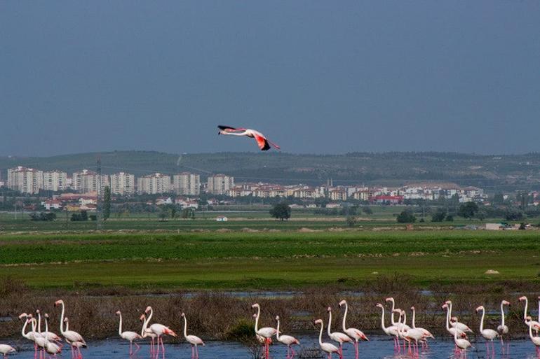 Flamingoların Tuz Gölü yolculuğu