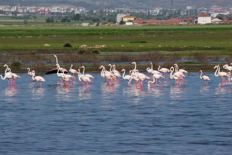 Flamingoların Tuz Gölü yolculuğu