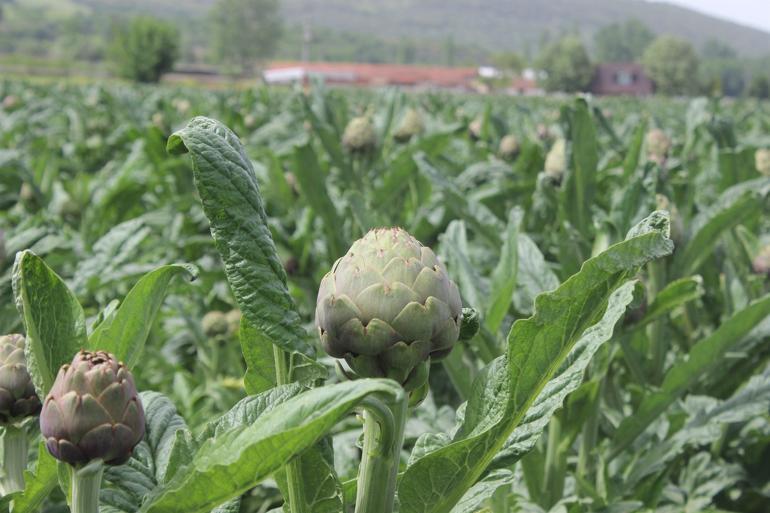 Bir dönümden 15 bin lira kazandırıyor! 2 katına satılıyor, kapış kapış gidiyor...