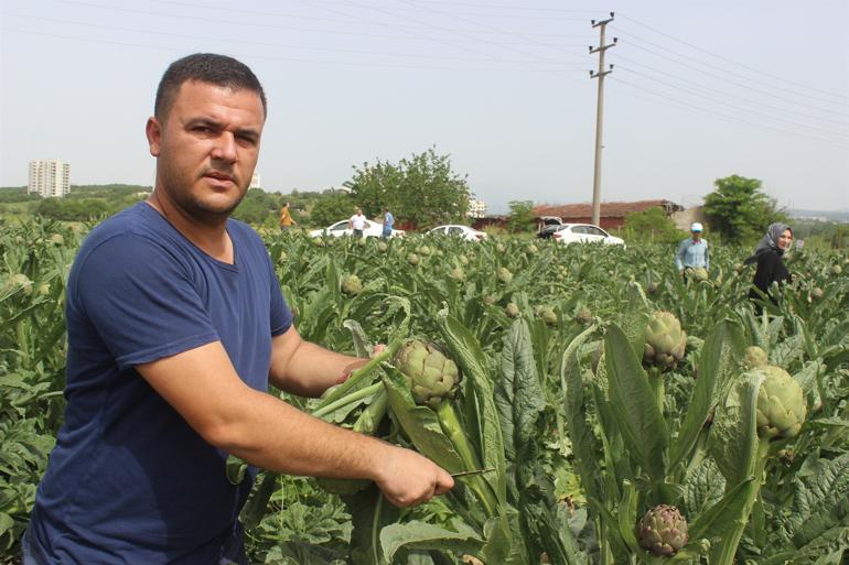 Bir dönümden 15 bin lira kazandırıyor! 2 katına satılıyor, kapış kapış gidiyor...