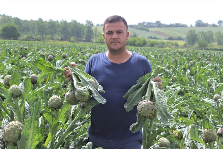 Bir dönümden 15 bin lira kazandırıyor! 2 katına satılıyor, kapış kapış gidiyor...