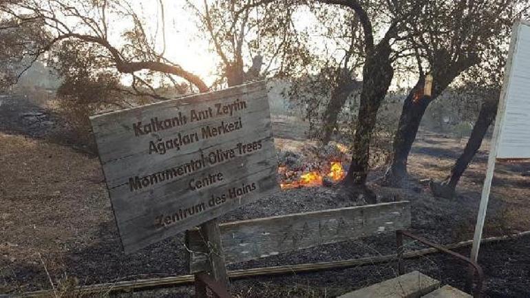 KKTC'deki yangın kontrol altına alındı... 800 yıllık ağaçlar yandı