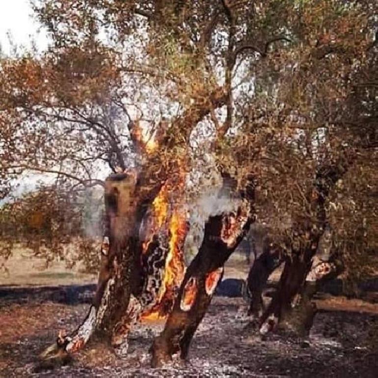 KKTC'deki yangın kontrol altına alındı... 800 yıllık ağaçlar yandı