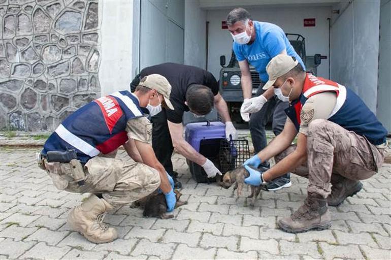 Mehmetçik kurt yavrularını elleriyle besledi