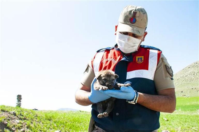 Mehmetçik kurt yavrularını elleriyle besledi