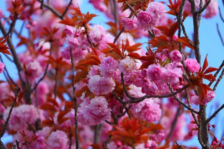 Kyoto'yla kardeş şehir olan Konya'daki parklarda yüzlerce sakura ağacı var