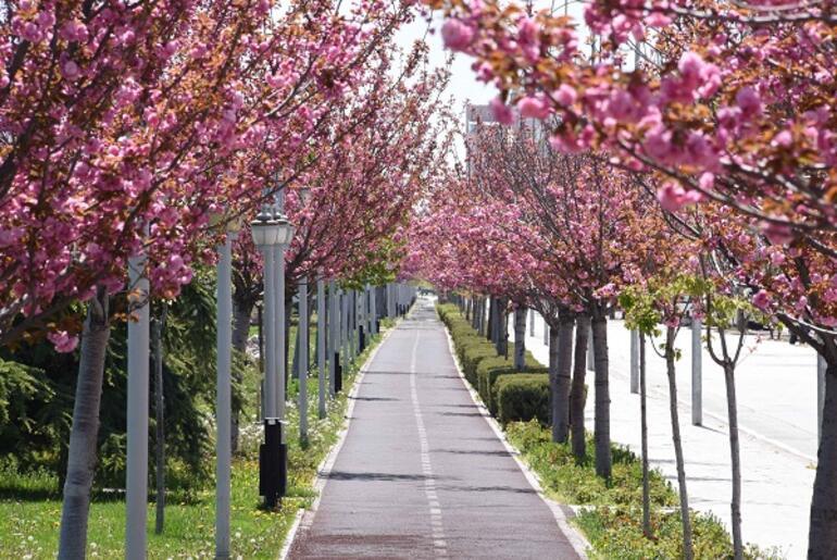 Kyoto'yla kardeş şehir olan Konya'daki parklarda yüzlerce sakura ağacı var