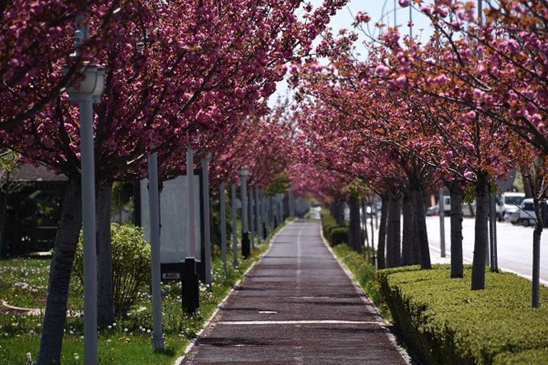 Kyoto'yla kardeş şehir olan Konya'daki parklarda yüzlerce sakura ağacı var