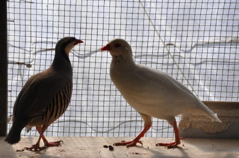 Doğa dostu muhtar Hasan Günaydın yetiştirdiği keklikleri doğaya salıyor