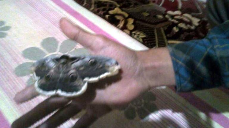 Görenler gözlerine inanamıyor 16 santimetrelik kelebek