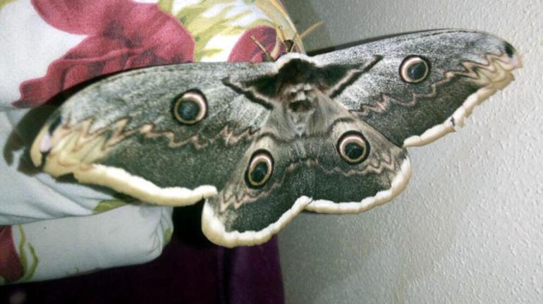 Görenler gözlerine inanamıyor 16 santimetrelik kelebek