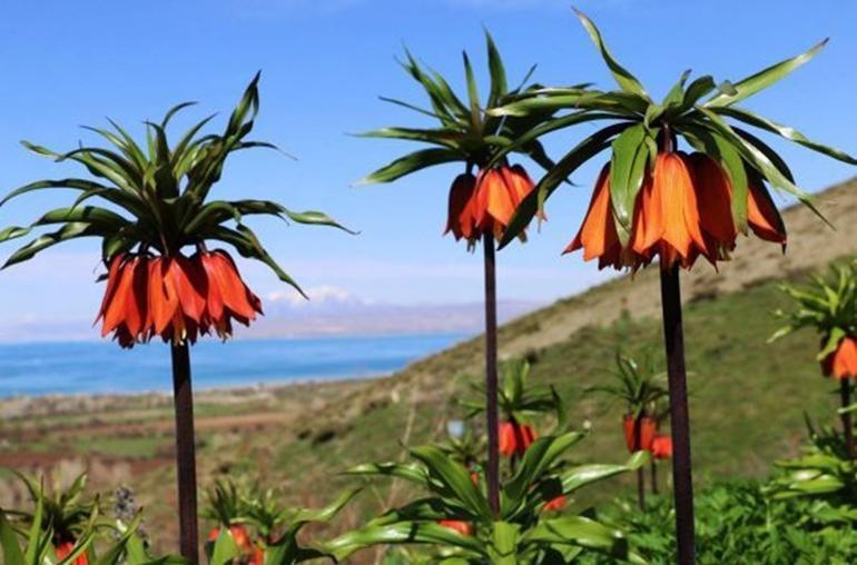 Hakkari'de 'ağlayan gelinleri' görmek için tam 3 bin rakımlı yaylaya çıkıyorlar