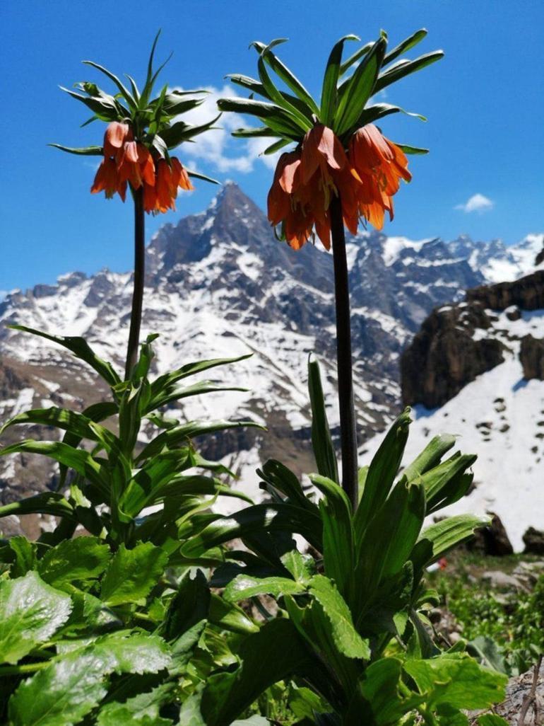 Hakkari'de 'ağlayan gelinleri' görmek için tam 3 bin rakımlı yaylaya çıkıyorlar