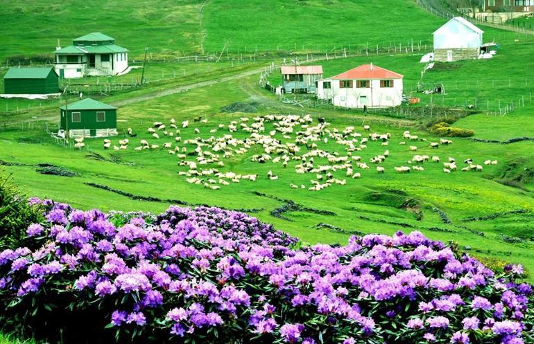 Karadeniz yaylalarını, ormangülü süsledi