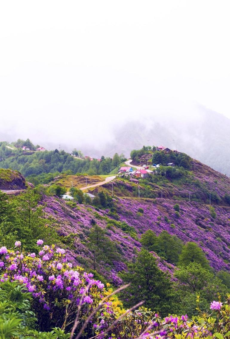 Karadeniz yaylalarını, ormangülü süsledi