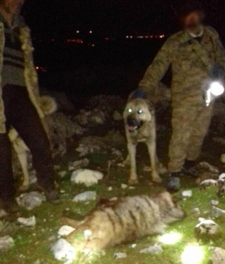 Çizgili sırtlanı köpeklere parçalatıp öldürenlere 30 bin lira ceza