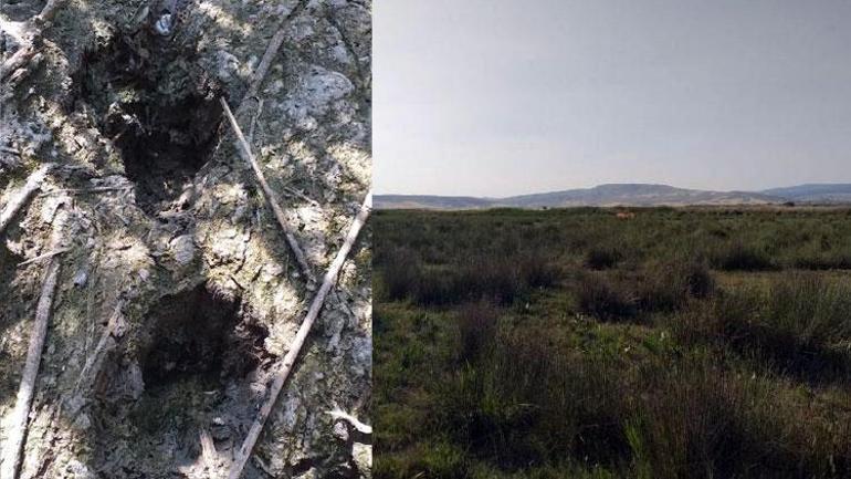 Çorumda aslan iddiası 4 büyükbaşı telef etti Ekipler harekete geçti...