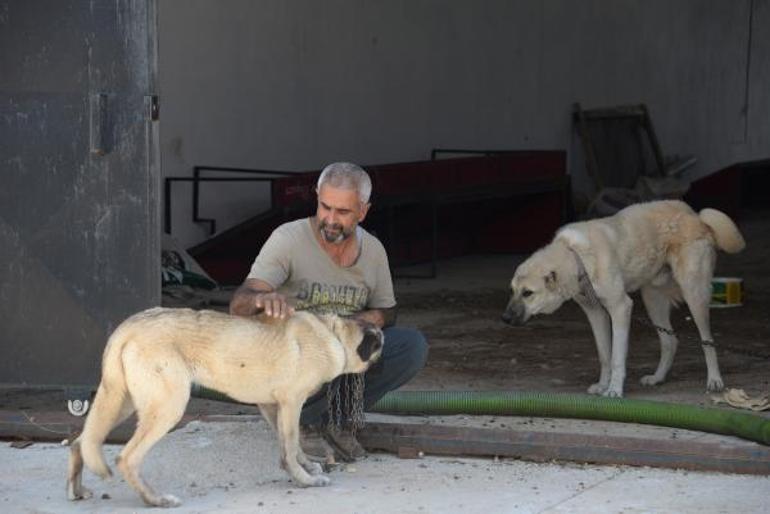 Bunun adı vahşet! Hırsızlık için 8 köpeği zehirlediler - Son Dakika Haberler