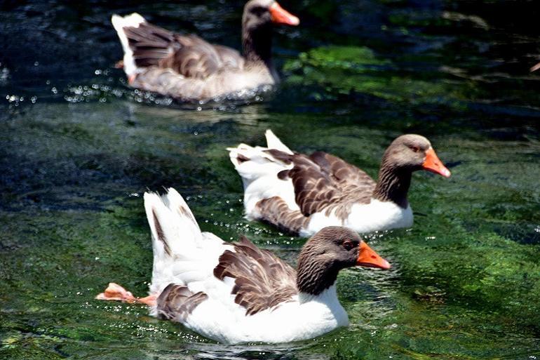 Doğal akvaryum 'Kadın Azmağı'nda tekne turu