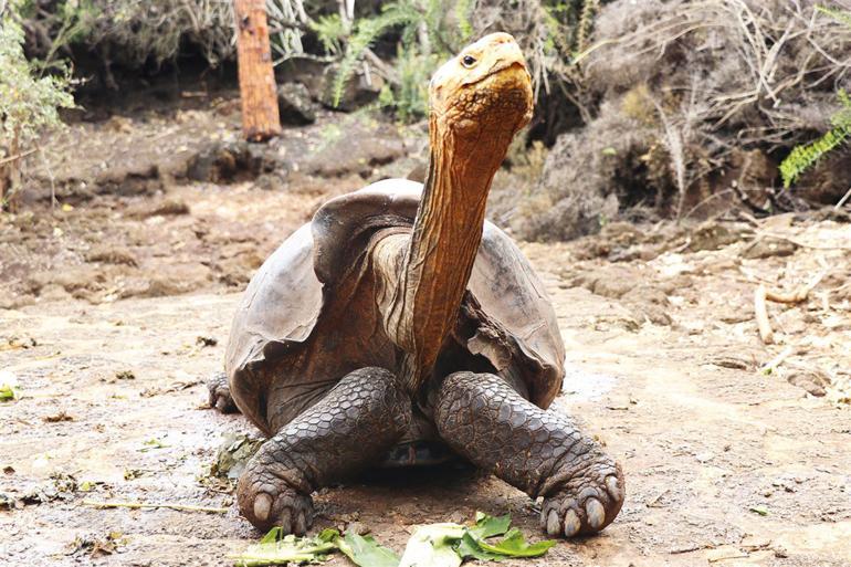 T&uuml;rk halkı yeniden Batıya mı d&ouml;n&uuml;yor