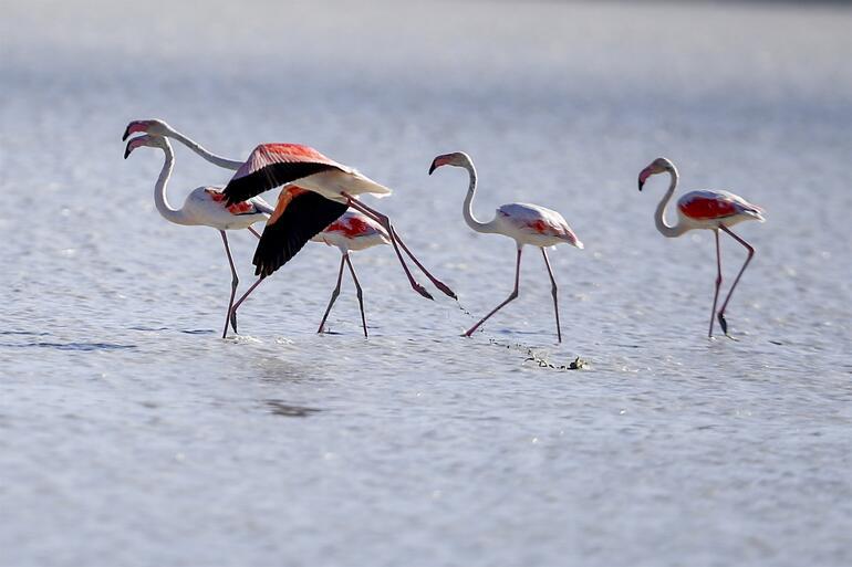 Burdur'da Yarışlı Gölü'ndeki flamingoların görsel şöleni ilgi çekiyor