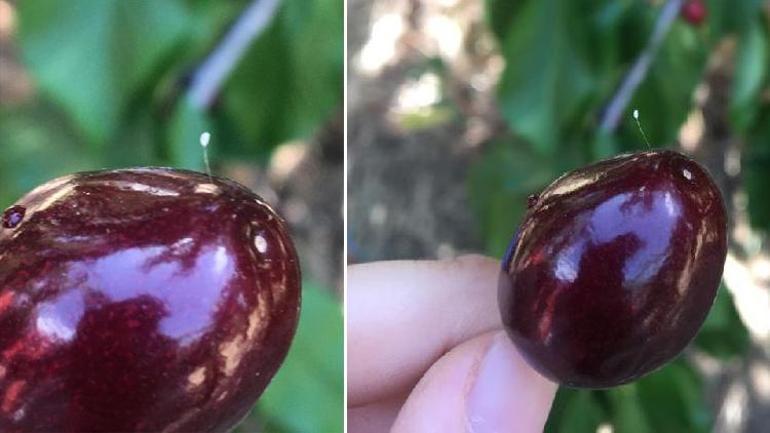 Çanakkalede görüldü 3 bin yılda bir açtığına inanılıyor...