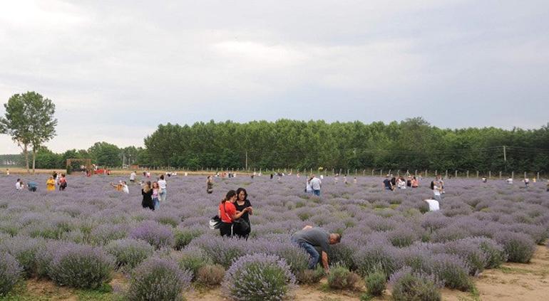 Lavanta tarlası ziyaretçilerine, 'lavantalı tatlı' sürprizi