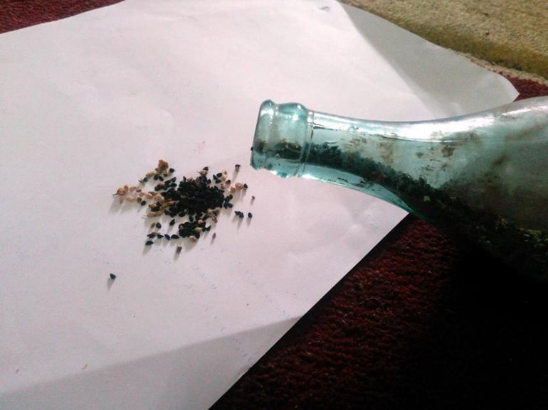 Tavan arasında buldu Talebe yetişemiyor