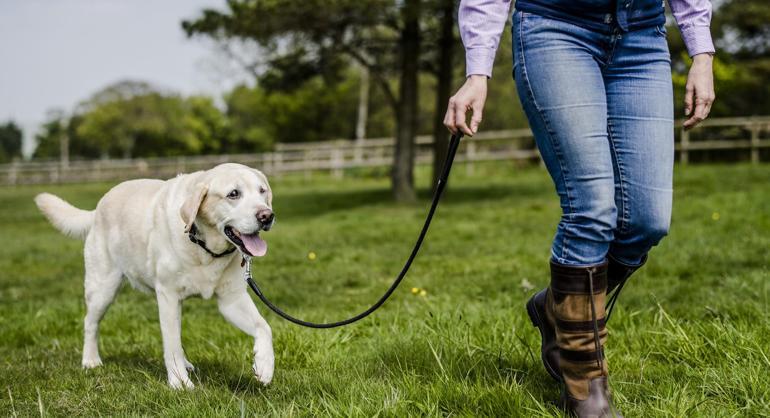 Köpeğinize edindirmeniz gereken alışkanlıklar