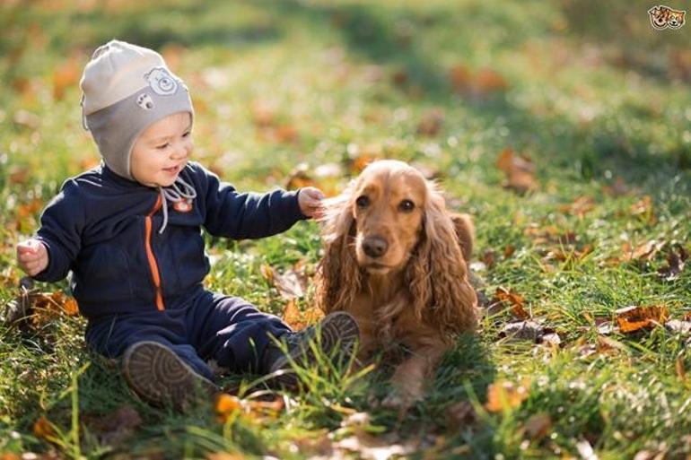 Köpeğinize edindirmeniz gereken alışkanlıklar