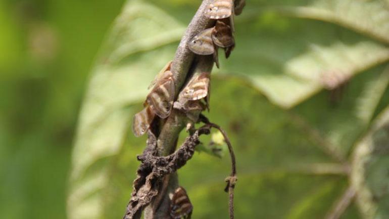 Vampir kelebek kabusu