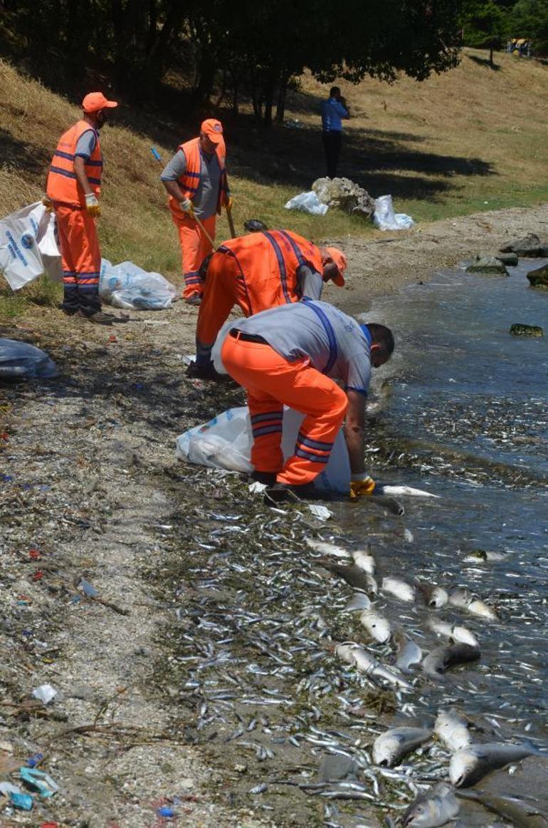 Küçükçekmece Gölü’nde kıyıya vuran balıklar toplanıyor