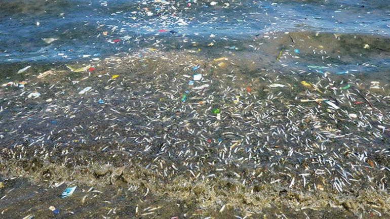 Thousands of fish hit the shore in Küçükçekmece Lake ...