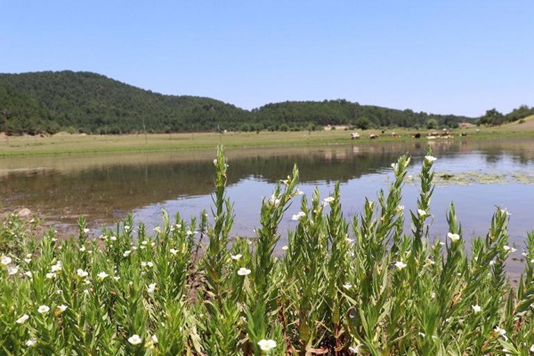 Kuş cenneti 'Yayla Gölü' kesin korunacak hassas alan ilan edildi