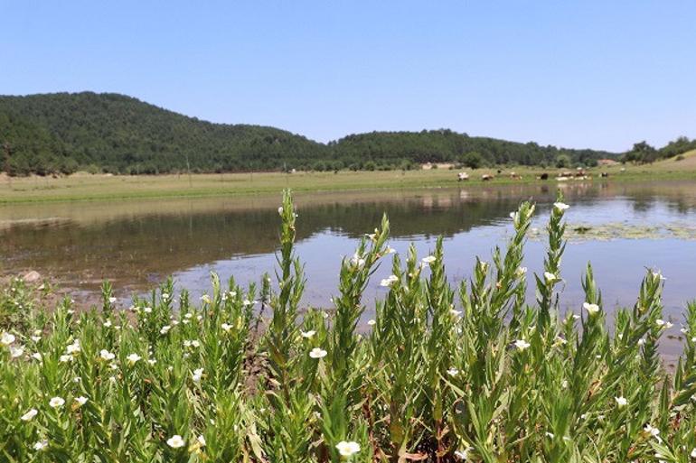 Kuş cenneti 'Yayla Gölü' kesin korunacak hassas alan ilan edildi