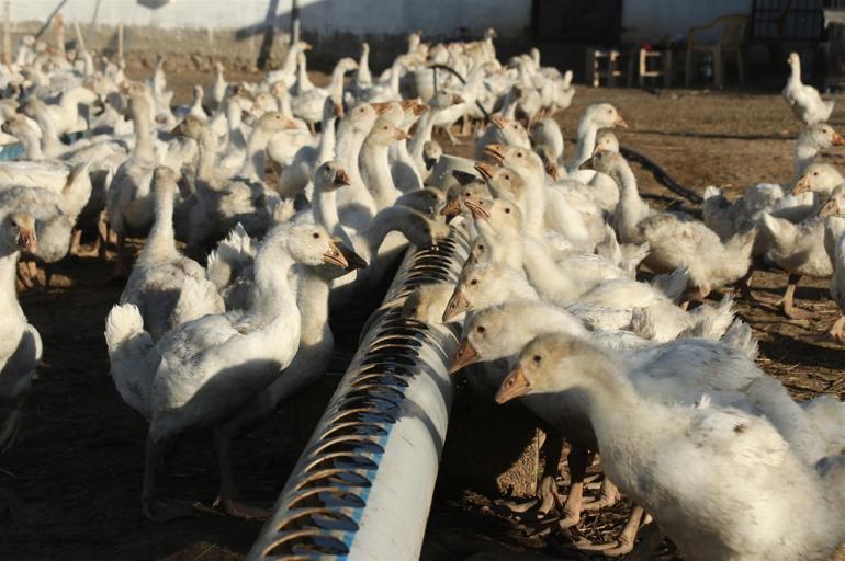 Bitliste kurdu Yurt dışından gelen taleplere yetişemiyor